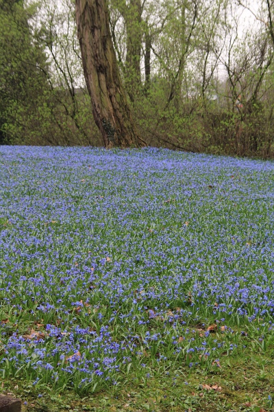 Fruehling   108.jpg